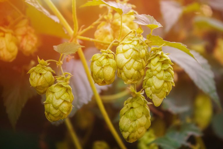 Bunch of green hops cones illuminated by the sun.