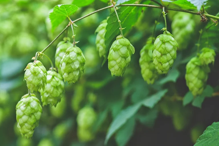 green-branches-hops